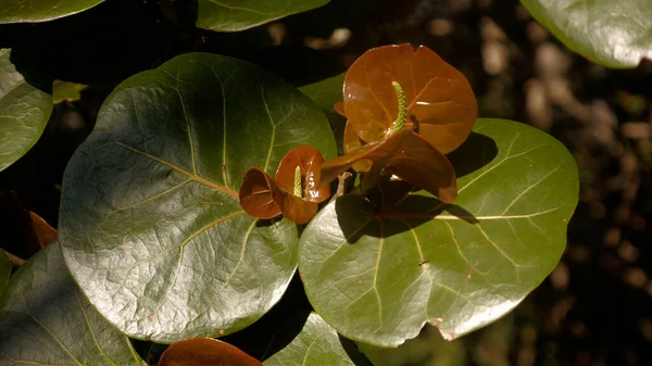 Primer Plano Ficus Lyrata Flores Bajo Luz Del Sol — Foto de Stock