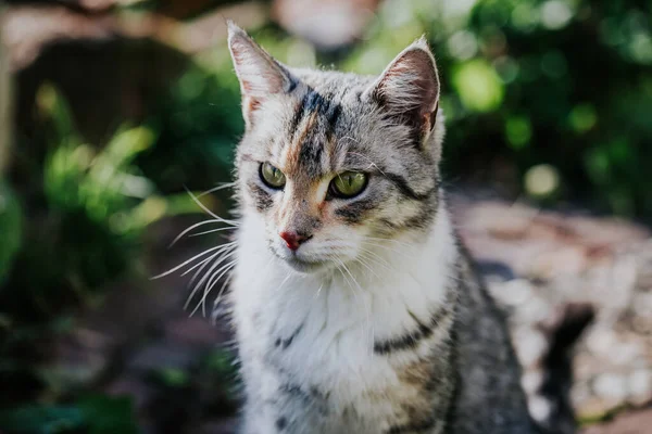 地上を歩いている国内の短髪の猫のクローズアップ — ストック写真