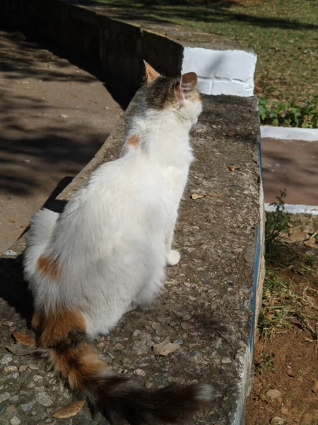 고양이의 뒷모습 — 스톡 사진
