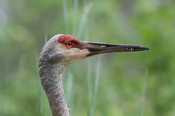 Profil Rapproché Une Grue Sand Hill Recherche Nourriture — Photo