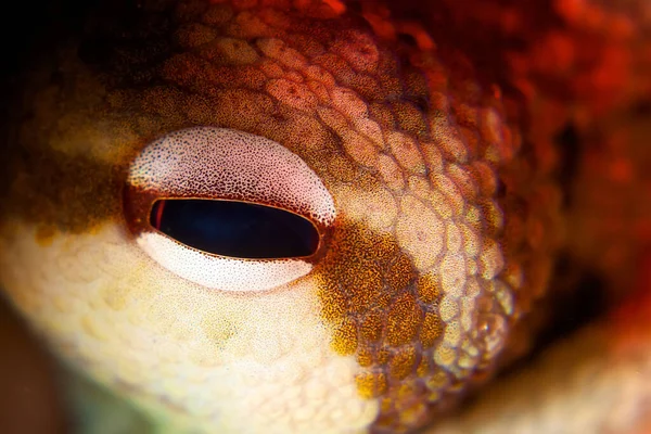 Een Macro Close Shot Van Een Oog Van Een Kikker — Stockfoto