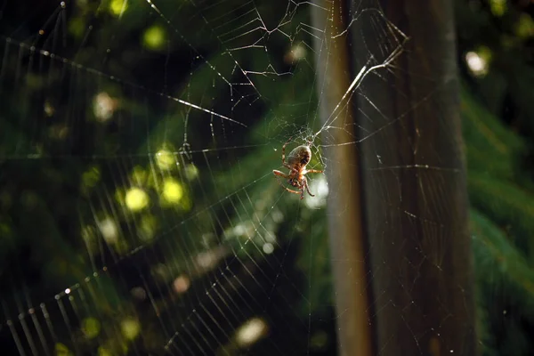 거미줄에 거미의 모습을 클로즈업 — 스톡 사진