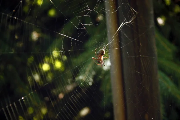 Gros Plan Une Araignée Sur Une Toile — Photo