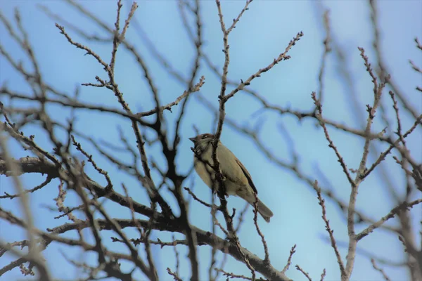 Ein Sperling Auf Meinem Baum — Stockfoto