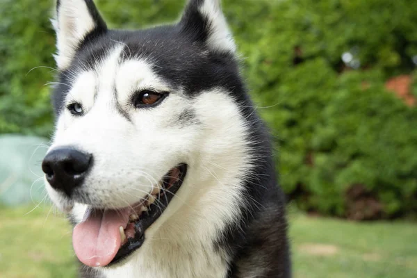 Szelektív Fókusz Lövés Egy Imádnivaló Husky Egy Másik Szemszín Füvön — Stock Fotó