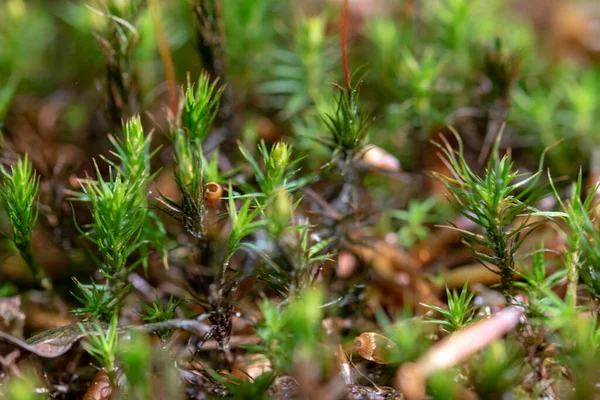 Gros Plan Pousses Sapin Dans Forêt — Photo