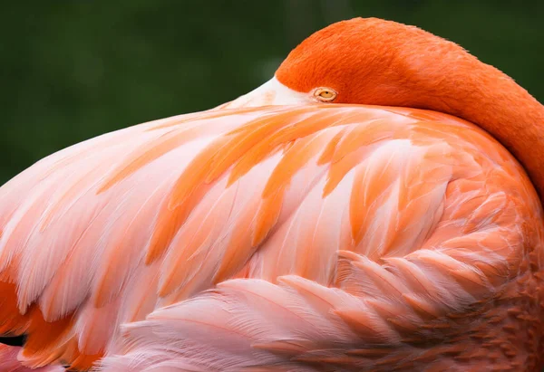 Egy Közeli Felvétel Egy Gyönyörű Flamingóról — Stock Fotó
