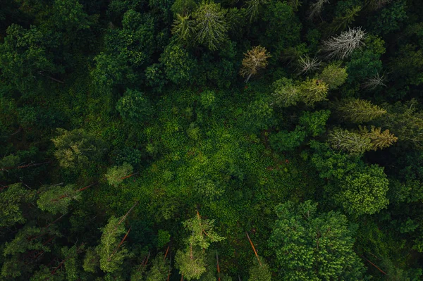 Tiro Aéreo Uma Bela Floresta Coberta Verdes Árvores — Fotografia de Stock