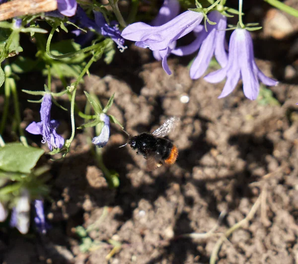 Μια Μέλισσα Που Πετάει Γύρω Από Την Κλεμάτη Μπέτυ Κόρνινγκ — Φωτογραφία Αρχείου