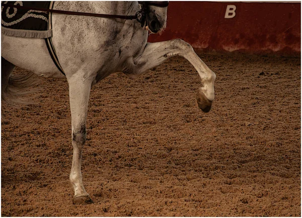 Hästdansen Full Skönhet — Stockfoto
