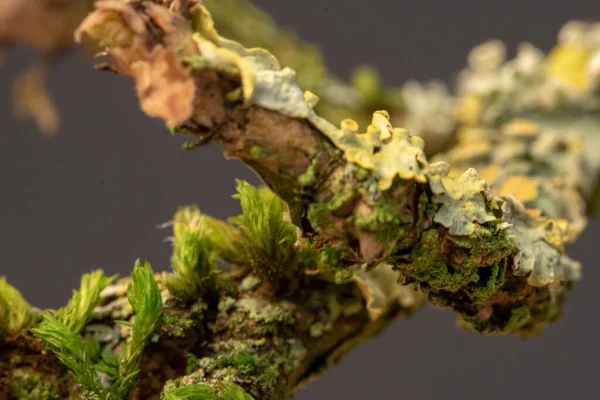 木の枝に苔と地衣類のクローズアップショット — ストック写真
