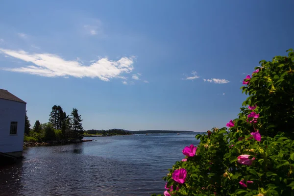 Rosa Hibiskusbuske Nära Sjön Maine — Stockfoto