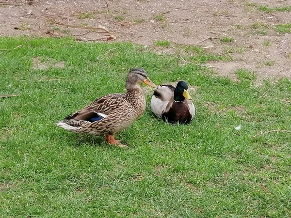 Tiro Close Machos Fêmeas Patos Mallard Grama — Fotografia de Stock