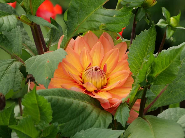 Gros Plan Sélectif Une Fleur Dahlia Orange — Photo