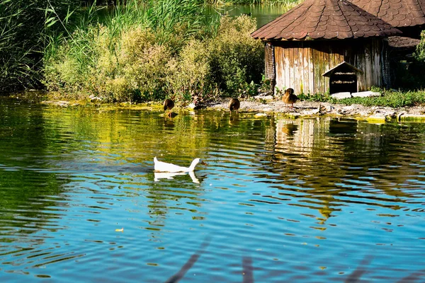 Sebuah Pondok Kayu Beberapa Bebek Dan Angsa Oleh Kolam Dan — Stok Foto