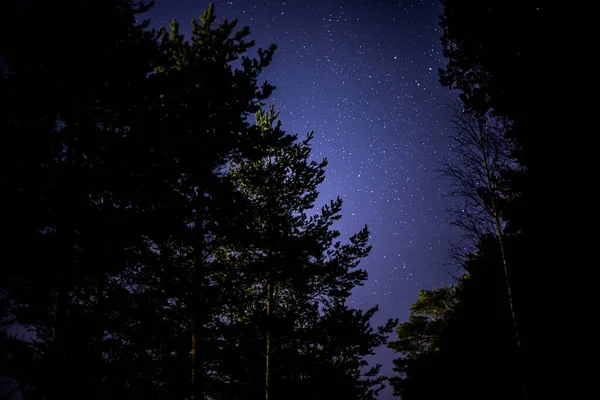 Okouzlující Záběr Hvězdné Oblohy Mezi Stromy — Stock fotografie
