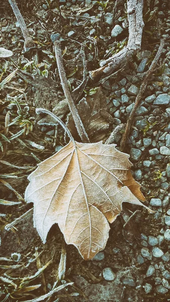 Gros Plan Vertical Une Feuille Érable Congelée Sol — Photo