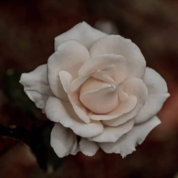 Detailní Záběr Krásné Bílé Růže — Stock fotografie