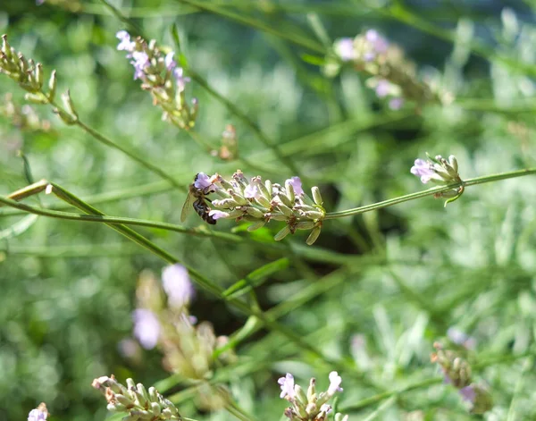 Primo Piano Ape Succhia Nettare Fiore — Foto Stock