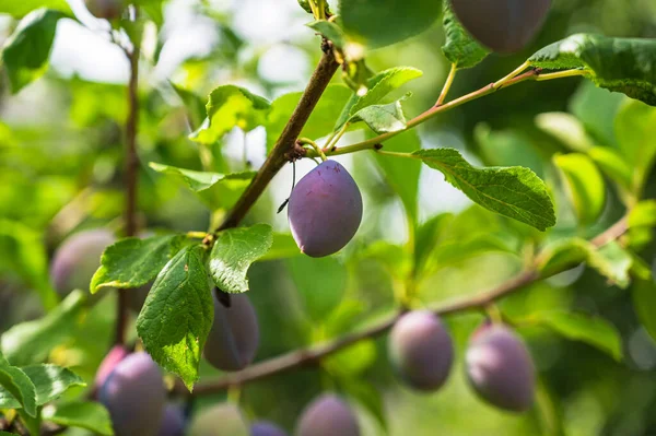 Ein Selektiver Fokusschuss Von Reifen Pflaumen Auf Einem Zweig — Stockfoto