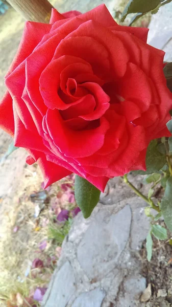 Ένα Κάθετο Πλάνο Ενός Ανθισμένου Κόκκινου Τριαντάφυλλου Στο Πράσινο — Φωτογραφία Αρχείου