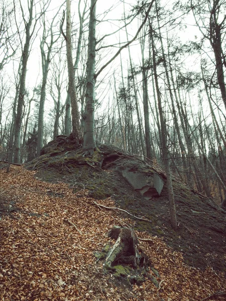 Tiro Vertical Árboles Desnudos Una Colina Bosque — Foto de Stock