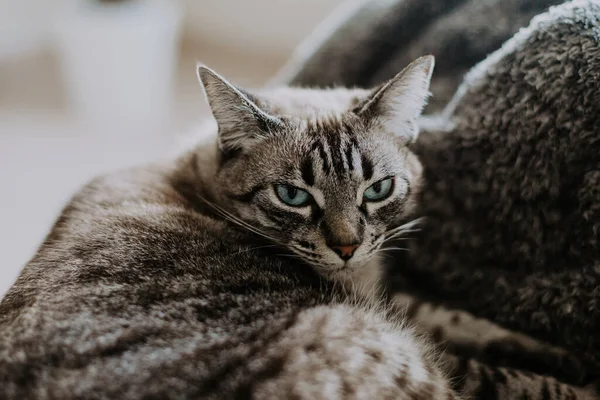 緑の目をピアスと美しい灰色のタビー猫のクローズアップショット — ストック写真