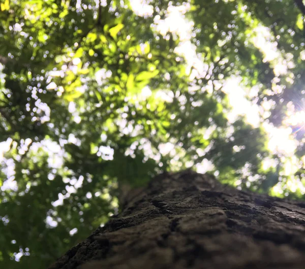 Selektivní Zaostření Kmene Stromu Zeleném Pozadí Větví — Stock fotografie