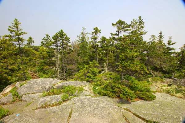 Rochas Árvores Península Escolódica Parque Nacional Acadia Maine — Fotografia de Stock