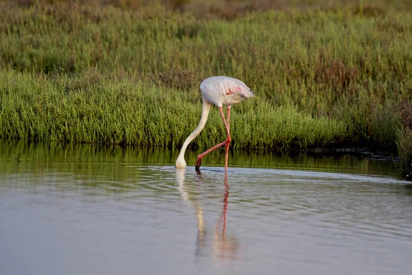 Piękny Różowy Flamingo Jeziorze Hiszpanii — Zdjęcie stockowe