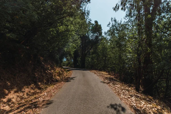 晴れた夏の日に緑の森を抜ける道 — ストック写真