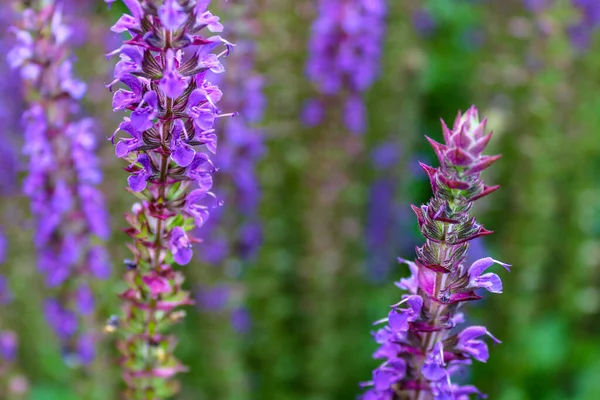 Selektiv Fokusbild Blommande Lila Lavendel Blommor Ett Fält — Stockfoto