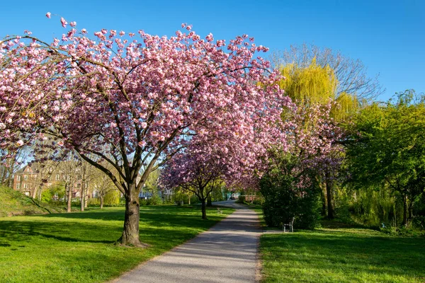 Parktaki Yeşil Çimenlikte Güzel Kiraz Ağaçlarıyla Dolu Dolambaçlı Bir Patika — Stok fotoğraf