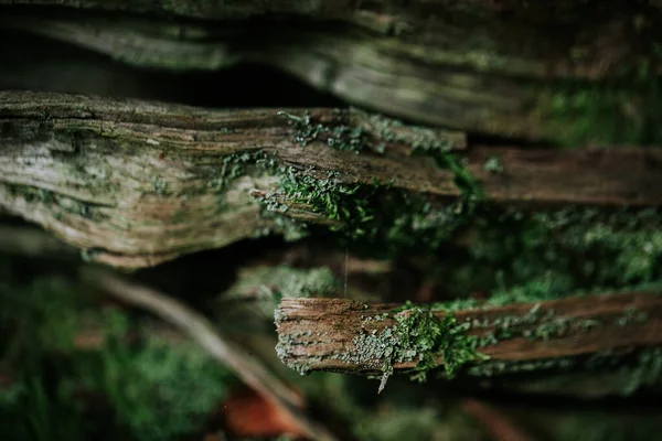 Detailní Záběr Větví Stromu Hub Nich — Stock fotografie