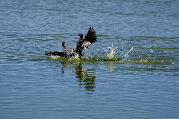 Galline Brughiera Comuni Che Combattono Acqua — Foto Stock