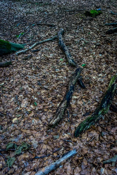 Colpo Verticale Terreno Autunnale Foglie Rami Albero — Foto Stock