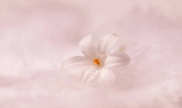 Ілюстрація Квітки Білому Тлі Ідеально Підходить Фону Шпалер — стокове фото