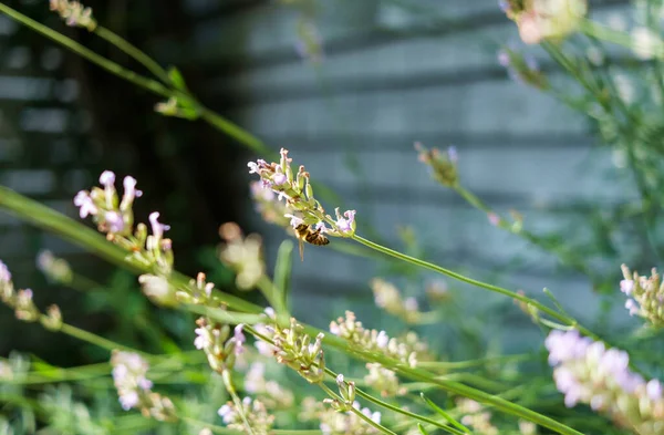 Tiro Close Uma Abelha Mel Suga Néctar Uma Flor — Fotografia de Stock