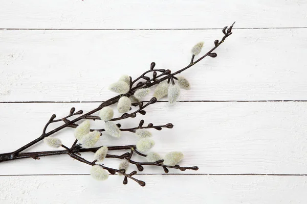 Closeup Shot Kitten Willow Flowers White Wooden Surface Copy Space — Stock Photo, Image