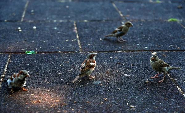 Gros Plan Petits Oiseaux Sur Trottoir Ville — Photo