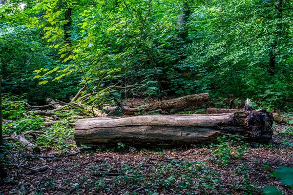 Piękna Scena Drzew Liściastych Kawałkami Pni Ziemi — Zdjęcie stockowe