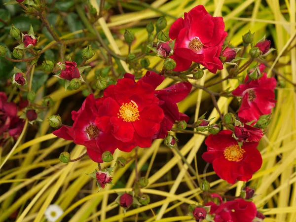 Gündüz Vakti Yakalanan Bir Bahçede Kırmızı Çiçeklerin Yakın Çekimi — Stok fotoğraf