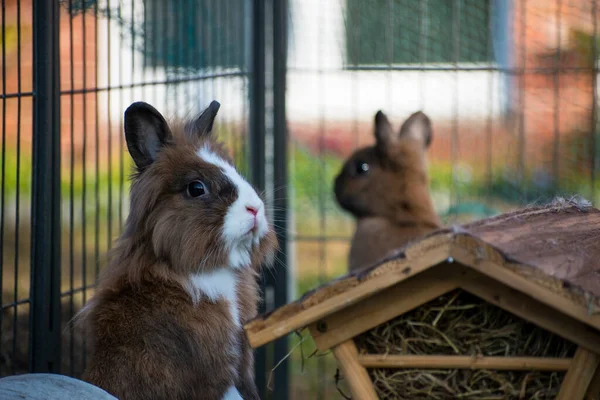 Shallow Focus Closeup Shot Fluffy Brown Rabbits — Stock Photo, Image