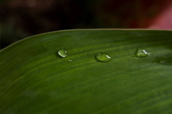 Primer Plano Una Gota Lluvia Sobre Las Hojas — Foto de Stock