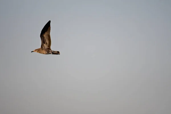 Bir Avrupalı Martı Gökyüzünde Uçuyor — Stok fotoğraf