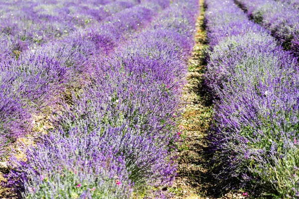 Uma Bela Vista Campo Lavanda Demonte Piemonte Alpes Itália — Fotografia de Stock