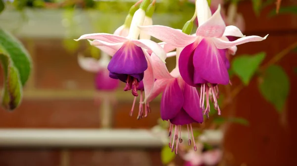 Tiro Foco Raso Uma Bela Flores Fúcsia Backgrouns Embaçados — Fotografia de Stock