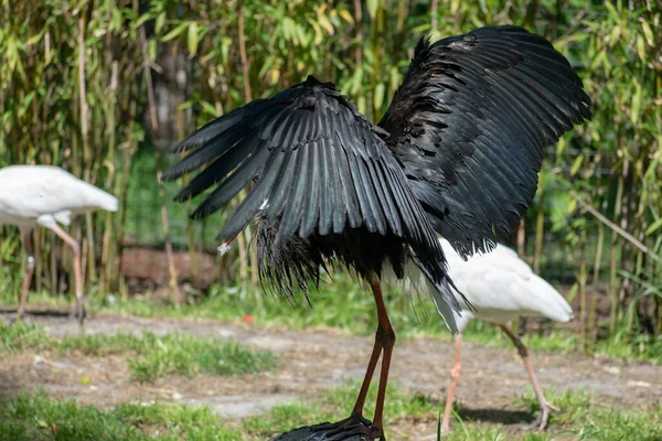 Nahaufnahme Eines Wollhalsstorchs Oder Ciconia Episcopus Auf Trockenem Land Bei — Stockfoto