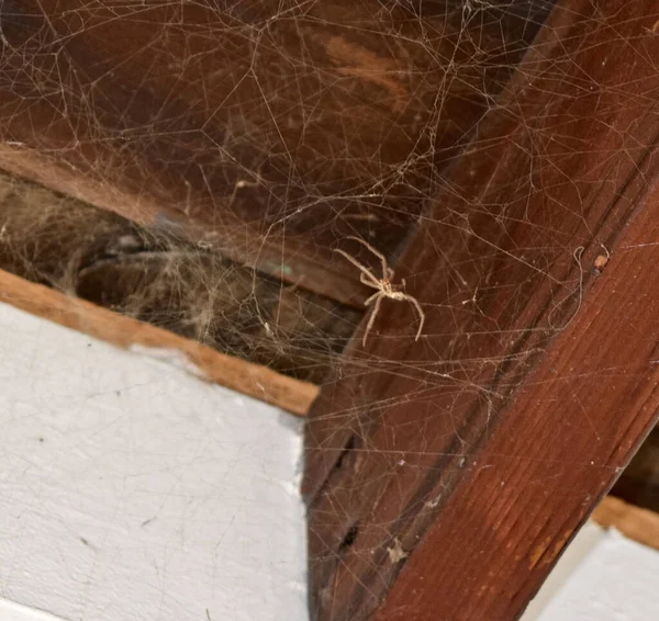 Close Uma Grande Aranha Marrom Sua Teia Sob Uma Cobertura — Fotografia de Stock