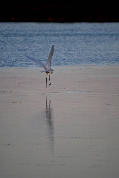 Een Verticaal Schot Van Een Grote Egret Vliegende — Stockfoto